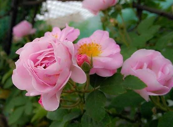 薔薇花的養(yǎng)殖方法和注意事項(xiàng)，八大養(yǎng)殖方法和注意事項(xiàng)
