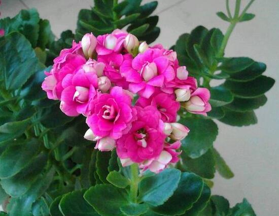 長(zhǎng)壽花冬天怎么養(yǎng)，長(zhǎng)壽花的養(yǎng)殖方法和注意事項(xiàng)