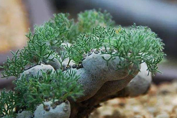 十大最貴多肉排行，霓虹燈玉露拍賣底價(jià)在十萬以上