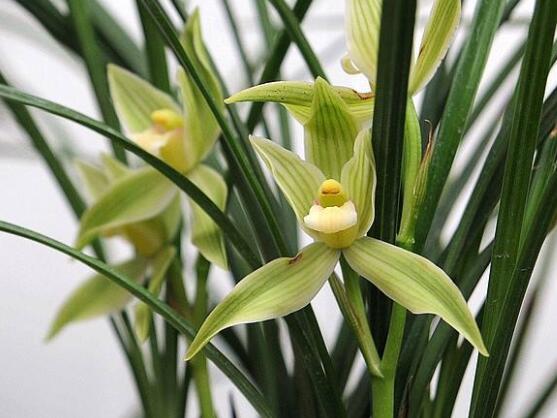 蘭花為什么不開(kāi)花，教你六大解決辦法便盆盆爆開(kāi)花