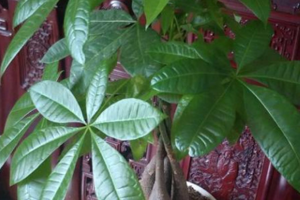 發(fā)財(cái)樹砍頭了多久發(fā)芽