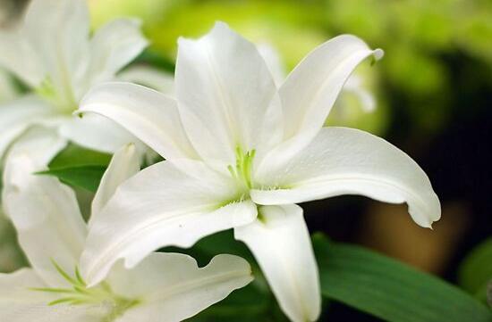 百合花的藥用價(jià)值，百合花的功效與作用