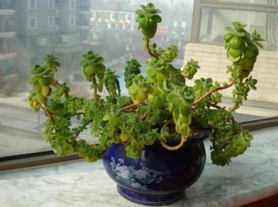 碰碰香有毒嗎，碰碰香一碰就芳香怡人