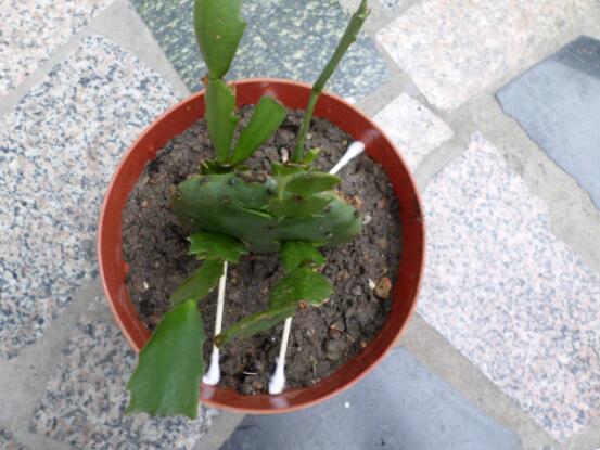 蟹爪蘭什么時(shí)候換盆合適，在花朵凋謝之后換盆最佳