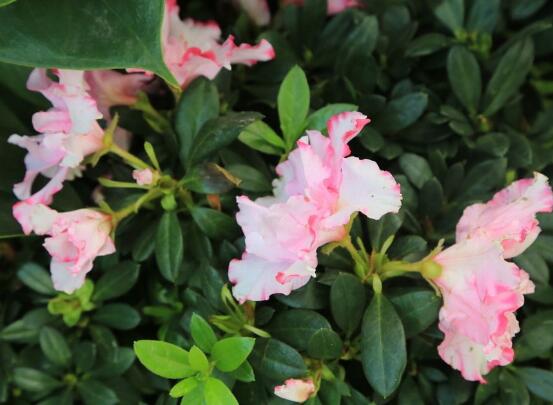 杜鵑花掉葉子，四種原因以及解決辦法