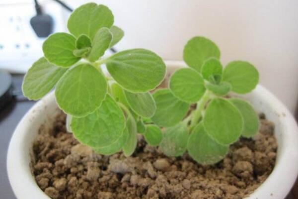 植物碰碰香的養(yǎng)殖方法，光照充足是碰碰香生長(zhǎng)的關(guān)鍵