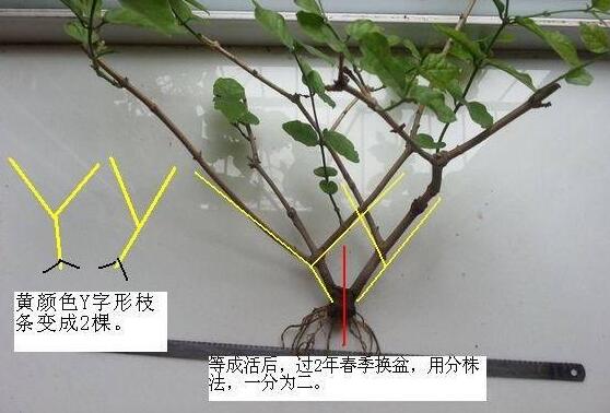 茉莉花怎么繁殖，茉莉花繁殖方法