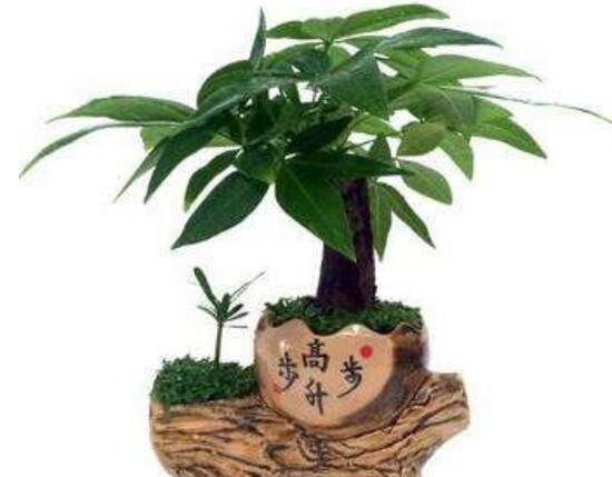 發(fā)財(cái)樹換盆后多久澆水，發(fā)財(cái)樹移盆注意事項(xiàng)