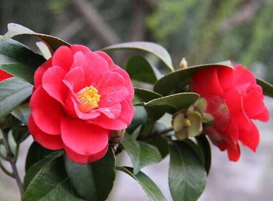 茶花爛根怎么辦，茶花爛根的處理方法