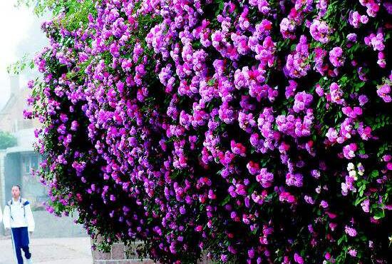 紫色薔薇花圖片，紫色薔薇花美麗傳說(shuō)