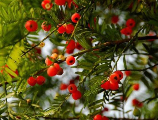 家養(yǎng)紅豆杉有什么好處，延年益壽、身體健康、長壽幸福