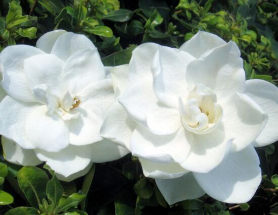 梔子花開花時間多久，梔子花一年開幾次花