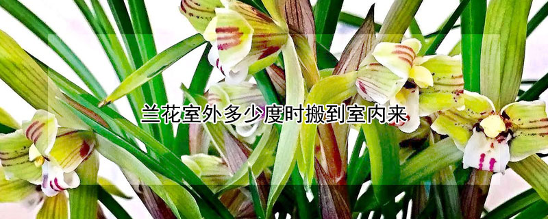 蘭花室外多少度時搬到室內(nèi)來