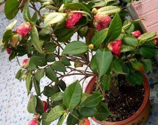 茶花爛根怎么辦，茶花爛根的處理方法