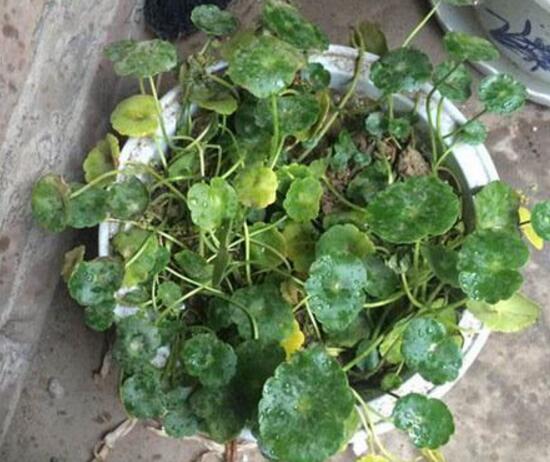 銅錢草葉子邊緣干枯，銅錢草葉子發(fā)黃怎么辦