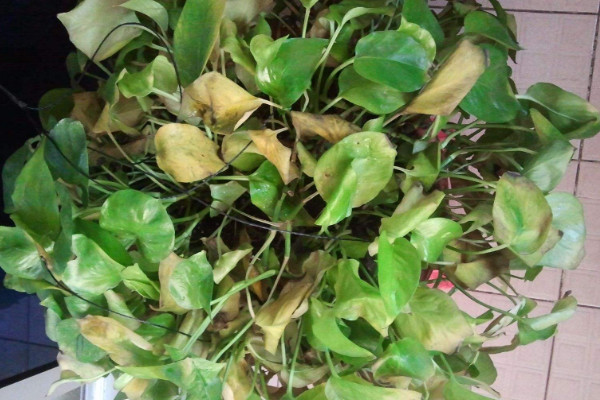 綠蘿蔫了怎么辦，減少水分和光照(保證通風(fēng)稀釋肥害)