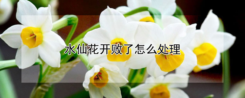 水仙花開敗了怎么處理