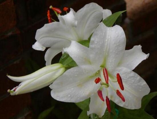百合花怎么養(yǎng)，百合花的養(yǎng)殖方法和注意事項(xiàng)