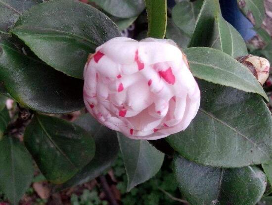 茶花葉子長黑斑是怎么回事，茶花葉子長黑斑怎么辦