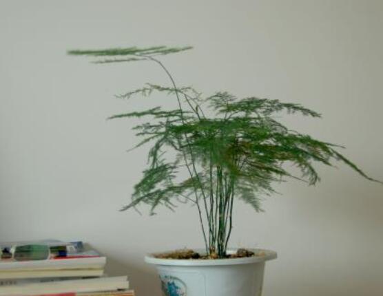 家里養(yǎng)文竹有什么好處，凈化空氣、陶冶情操、點綴家居