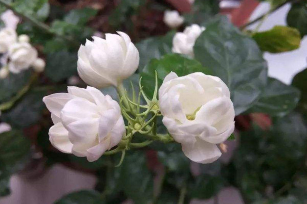 茉莉花花語(yǔ)