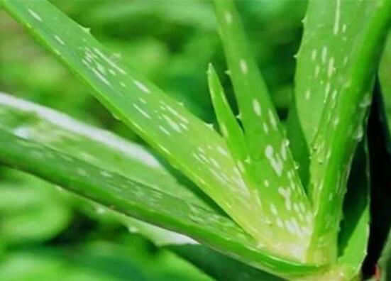 蘆薈的藥用價(jià)值，殺滅病毒、抗衰、鎮(zhèn)痛
