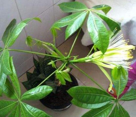 發(fā)財樹開花代表什么好兆頭，預(yù)示著財運滾滾來