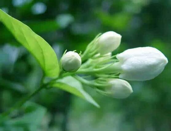 茉莉花的功效與作用，茉莉花八大功效與作用