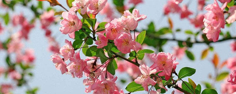 家里為什么不要養(yǎng)海棠