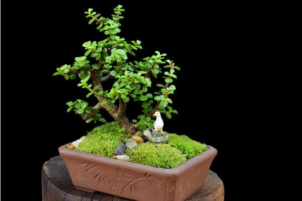 玉樹(shù)什么時(shí)候開(kāi)花，冬末春初開(kāi)花