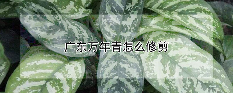 廣東萬(wàn)年青怎么修剪