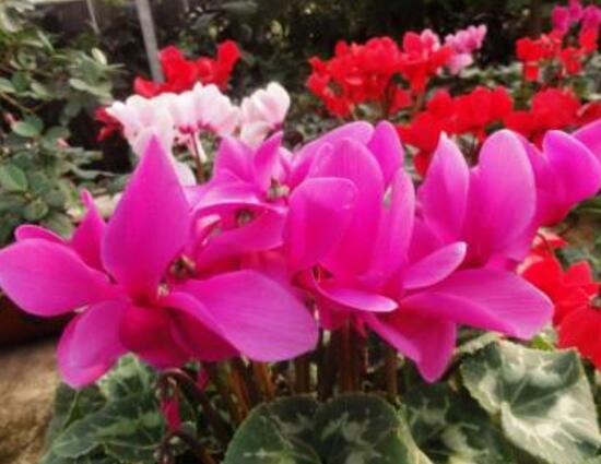 仙客來(lái)怎么施肥，仙客來(lái)施什么肥最好/液態(tài)肥為主