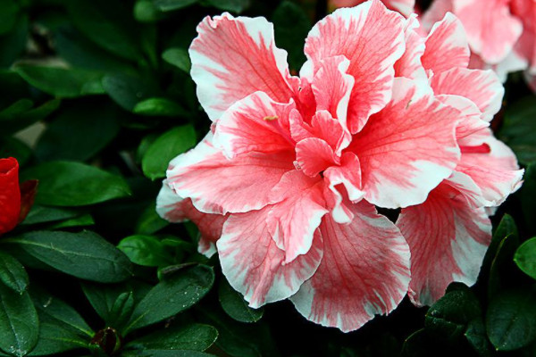 杜鵑花干葉子怎么補(bǔ)救