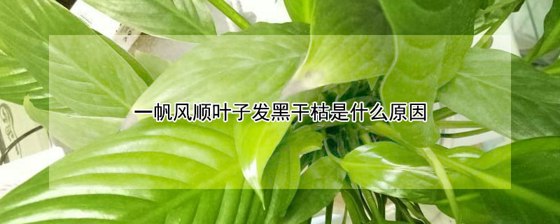 一帆風(fēng)順葉子發(fā)黑干枯是什么原因
