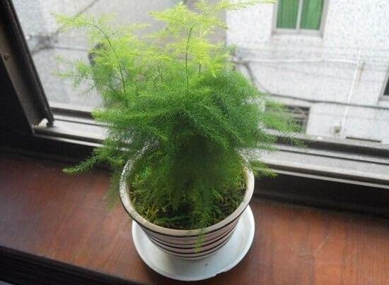 文竹花盆里有小白蟲子怎么辦，噴殺蟲劑清除害蟲