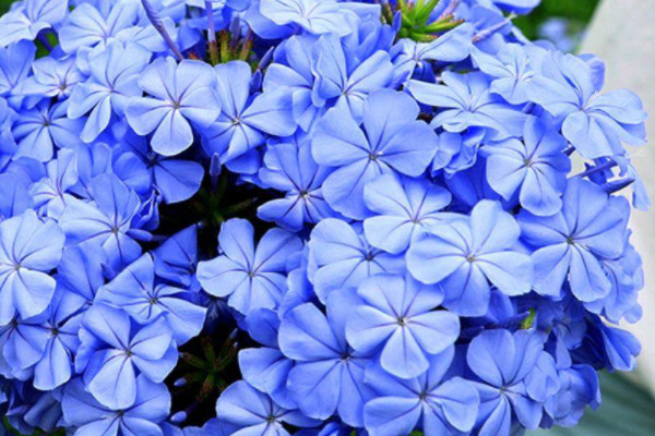 藍(lán)雪花修剪后怎么養(yǎng)護(hù)