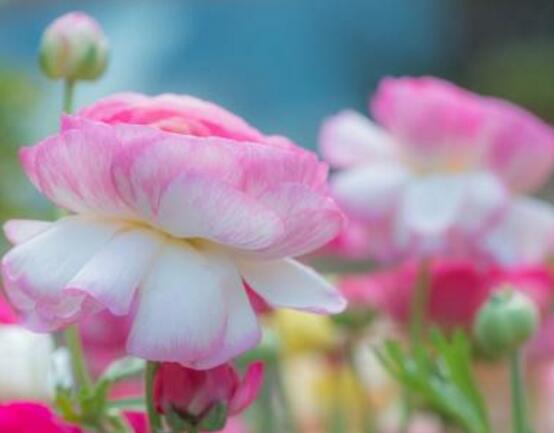 牡丹花葉子發(fā)黃怎么辦，牡丹花葉子發(fā)黃解決辦法