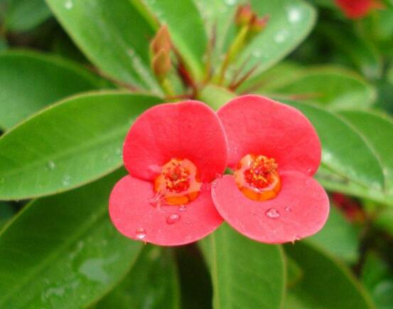 虎刺梅花期多少天，一年四季均可開花(養(yǎng)殖得當)