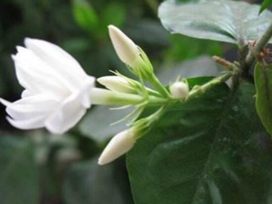 茉莉花圖片，潔白如雪、芳香迷人