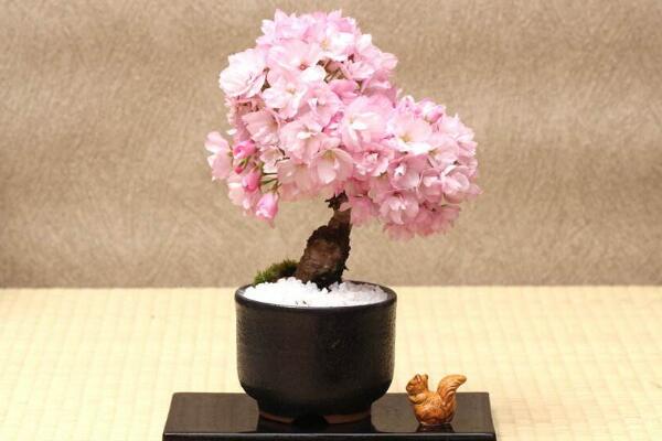 櫻花可以放在室內(nèi)嗎，室內(nèi)養(yǎng)護(hù)一定要加強(qiáng)光照