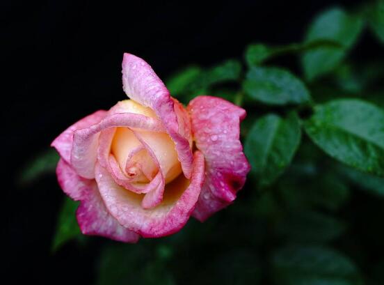 月季花的資料，享譽(yù)中國的花中皇后