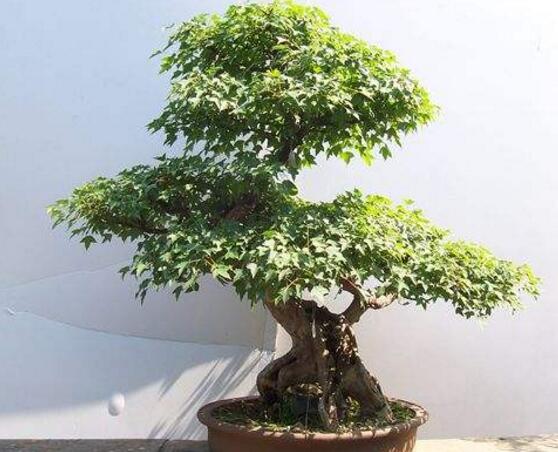 六月雪有毒嗎，六月雪可以養(yǎng)殖在室內(nèi)嗎