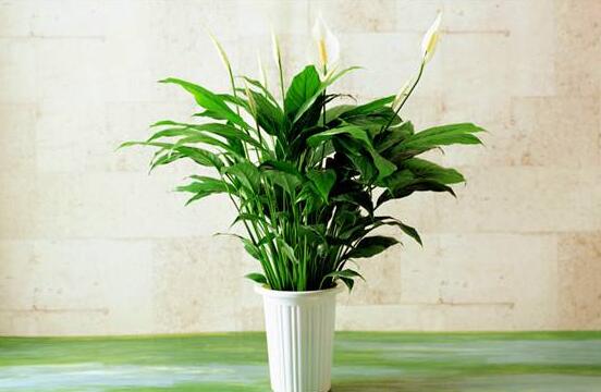 一帆風(fēng)順水養(yǎng)還是土養(yǎng)，土養(yǎng)最為合適(水養(yǎng)易爛根)