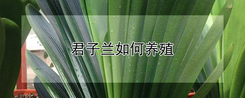 君子蘭如何養(yǎng)殖