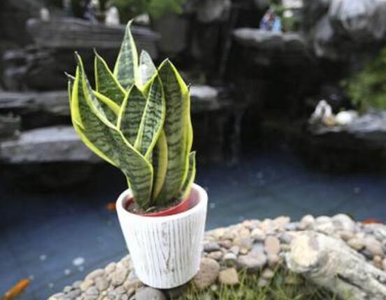 虎皮蘭的病害及防治，虎皮蘭五大病害及防治方法
