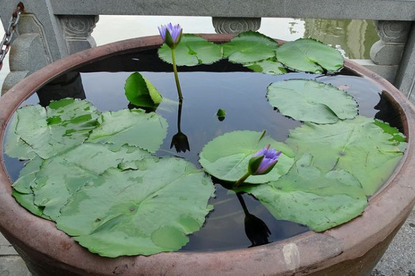 缸里荷花怎么過(guò)冬