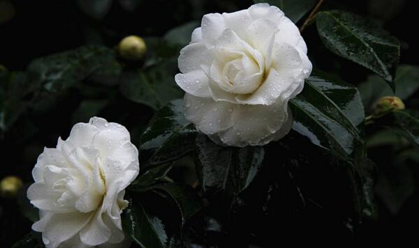 茶花怎樣進(jìn)行播種繁殖