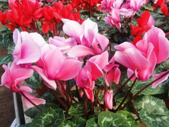 仙客來什么時(shí)候開花，仙客來一年開幾次花/冬季開花