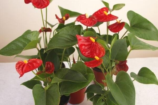 家庭養(yǎng)紅掌有什么好處，最為主要的4大好處