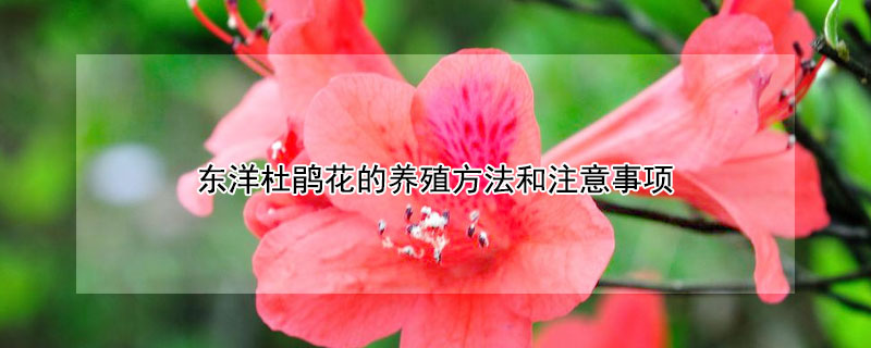 東洋杜鵑花的養(yǎng)殖方法和注意事項(xiàng)